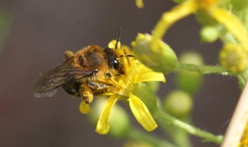 Colletes collaris